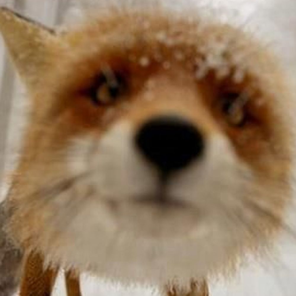 Reynard D. Fox