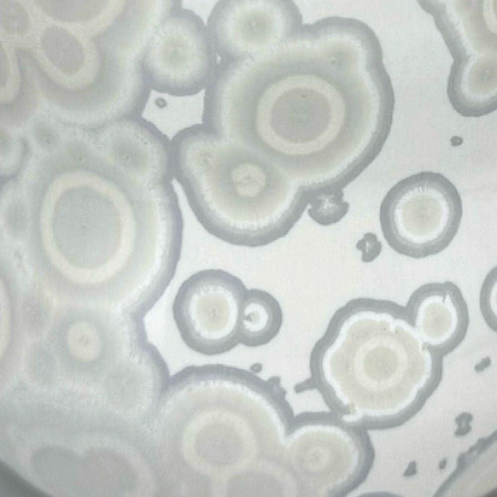 Sarah Nikitopoulos Ceramics