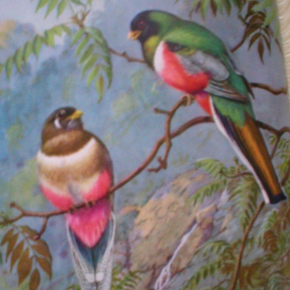 Profile picture canyontrogon.bsky.social