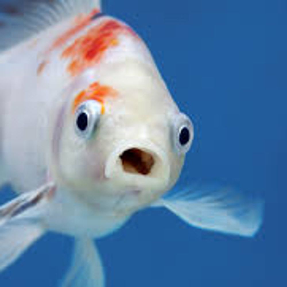 The Anonymous Fish
