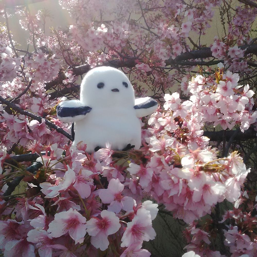 ブルーベル