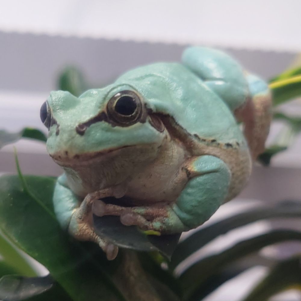 Frog