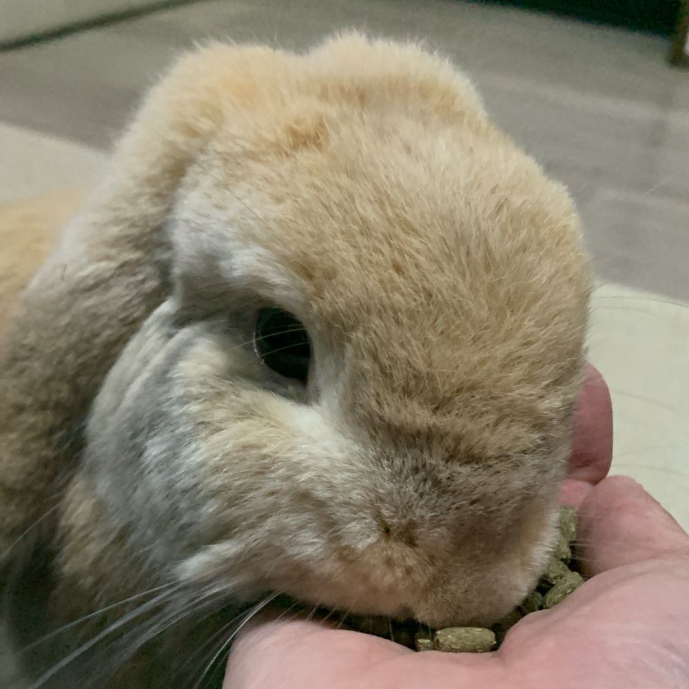 しげぽん