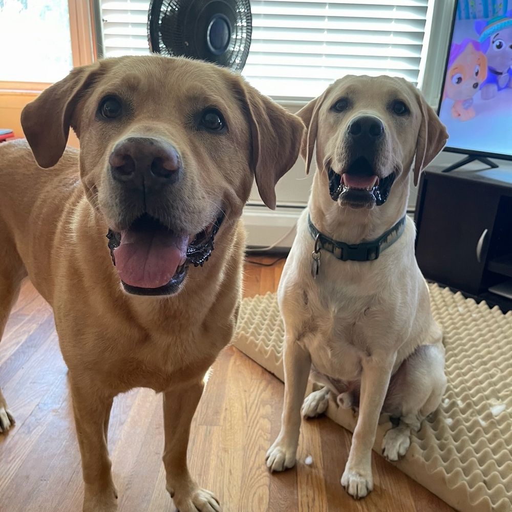 Scooby & Nacho