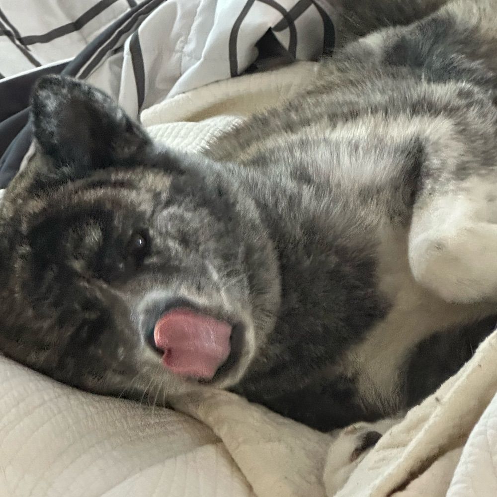 Akita8