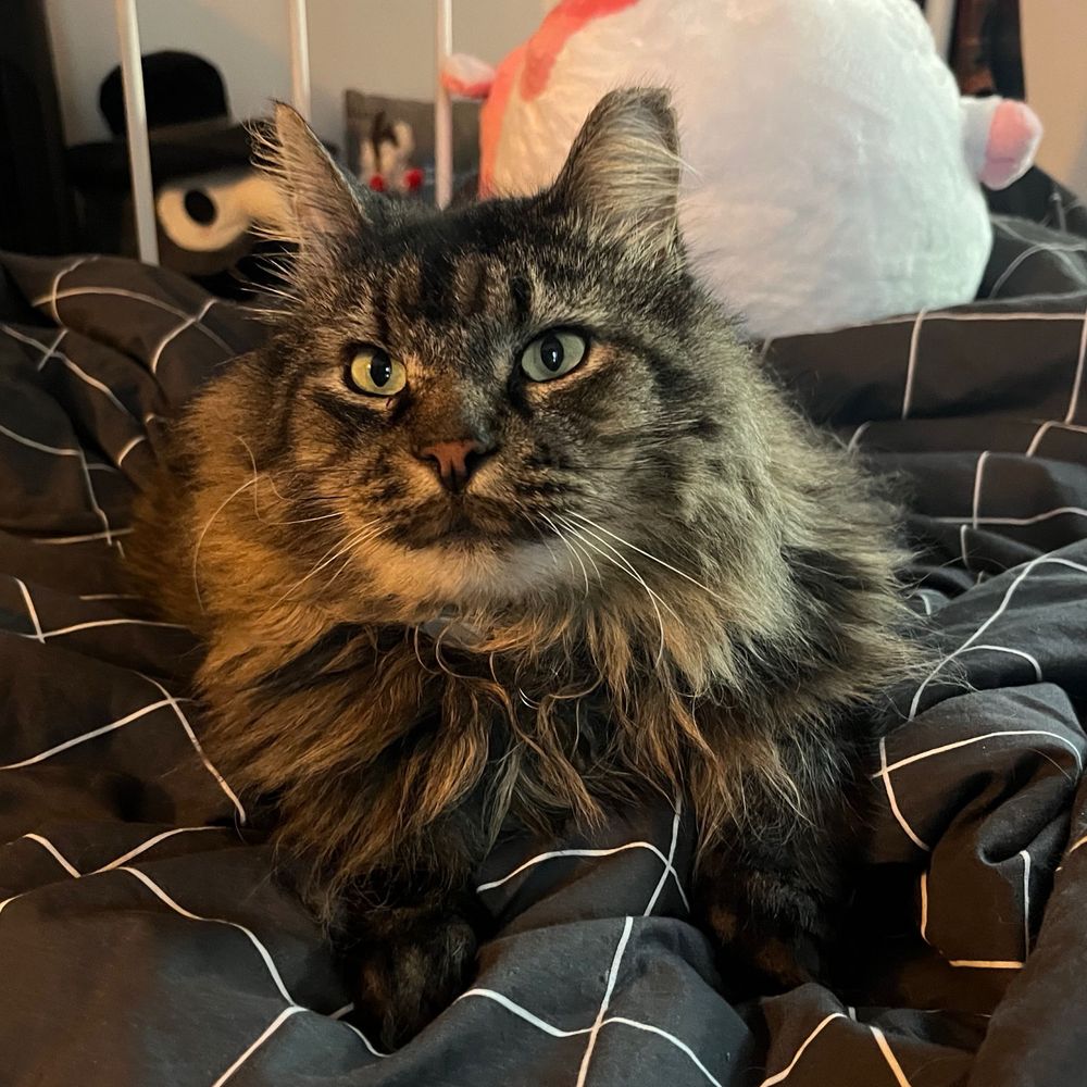 meeko the cat ‼️🍉