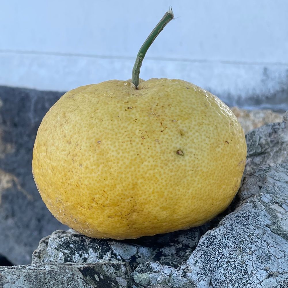 泉澄