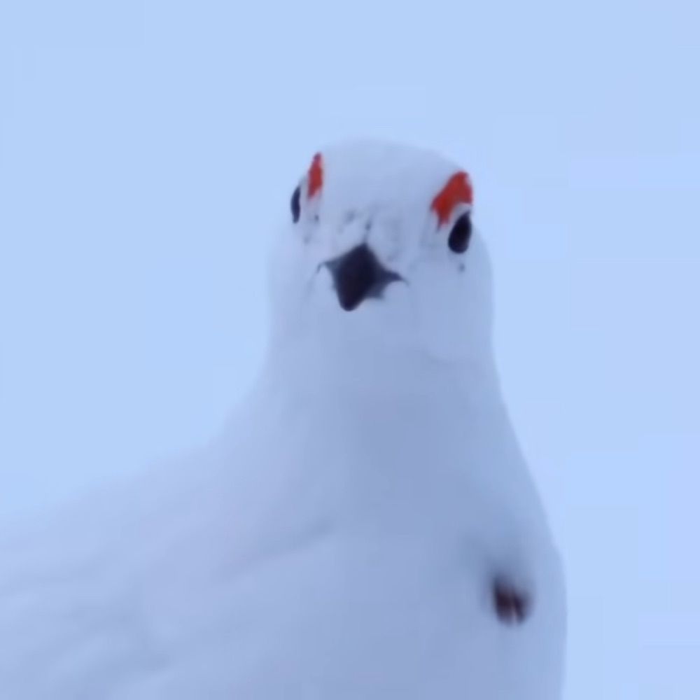 처형펠