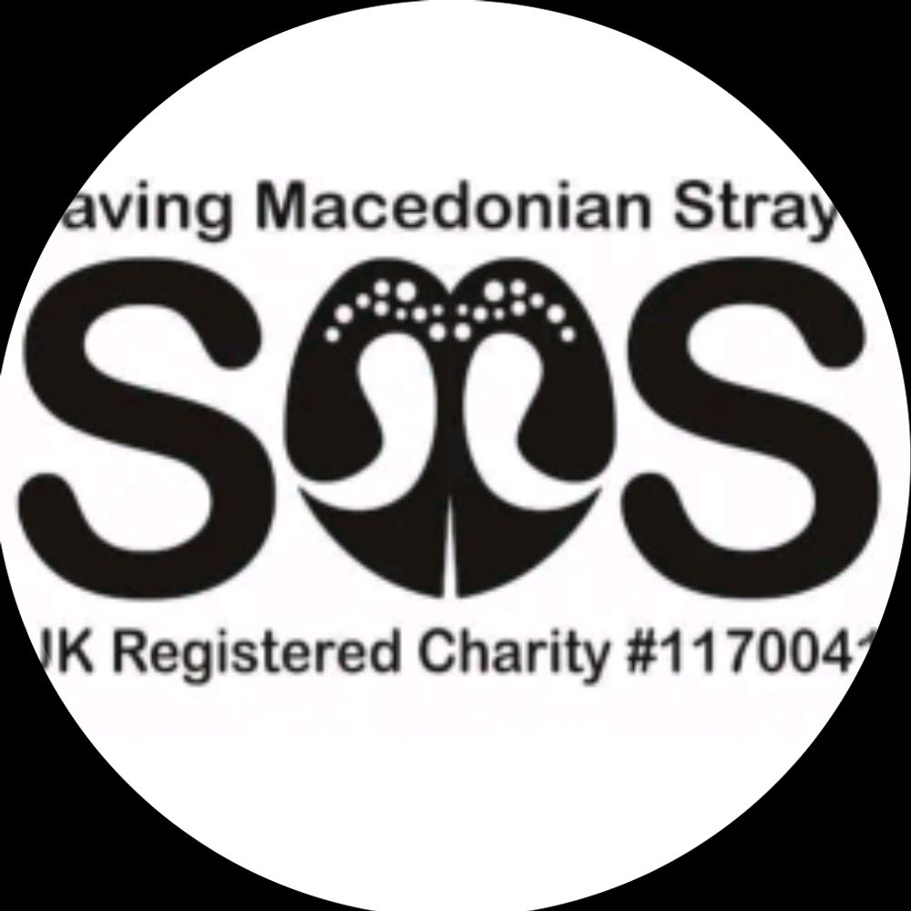 Saving Macedonian Strays