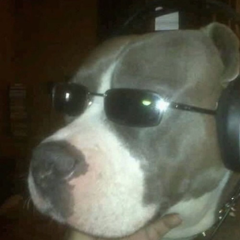 cachorro brau