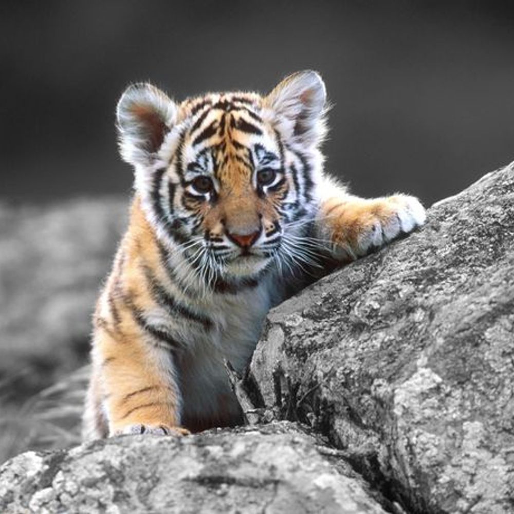Stripes the Tiger
