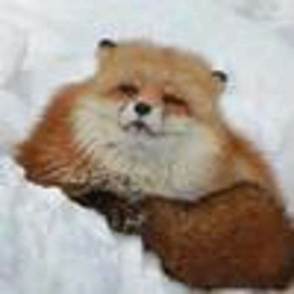 MapleFox🍁