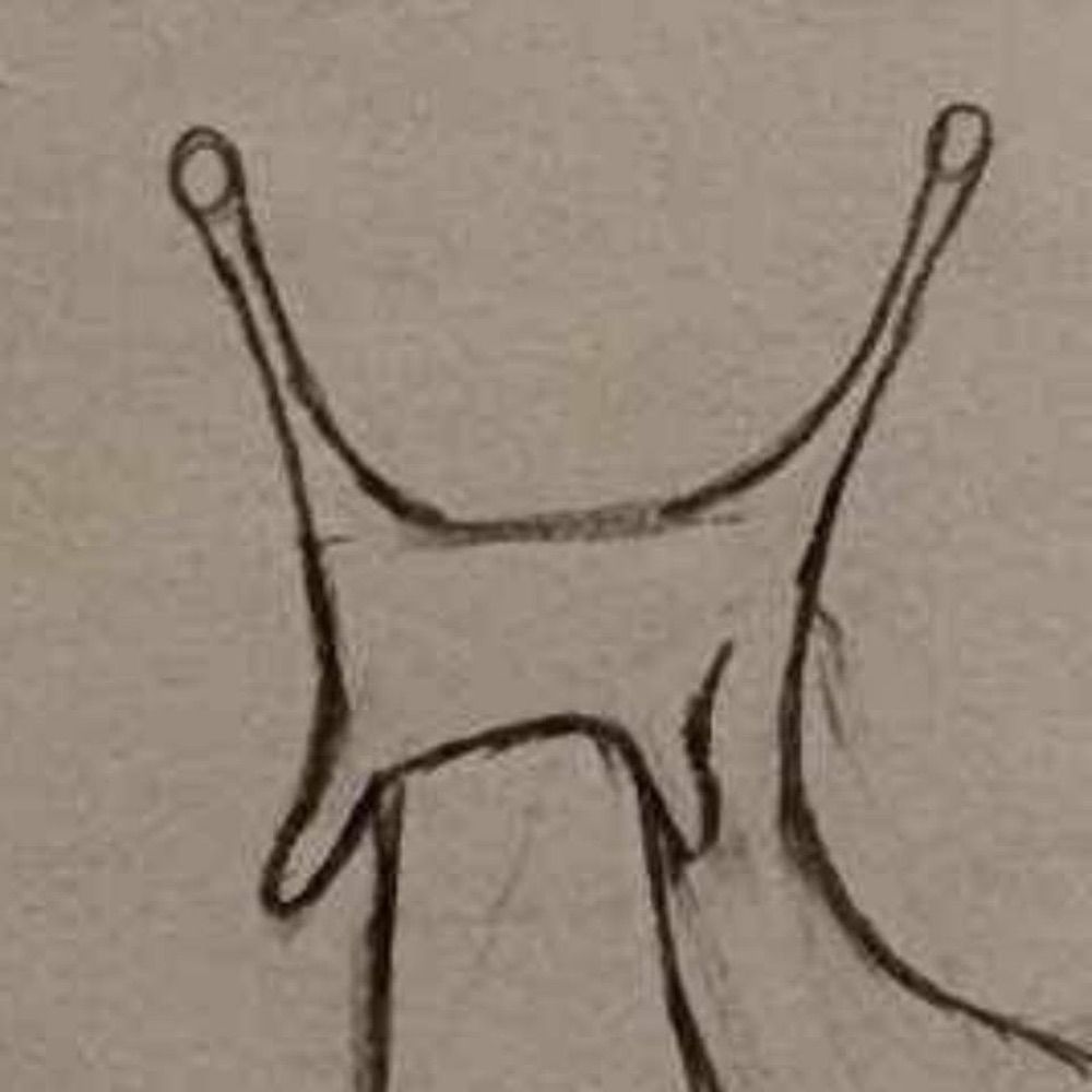 Ray