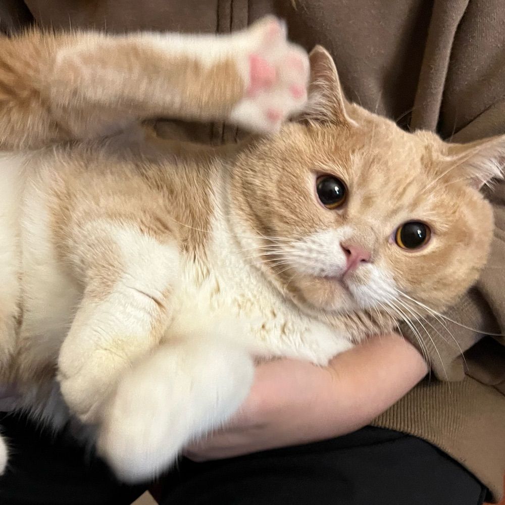 みぉ