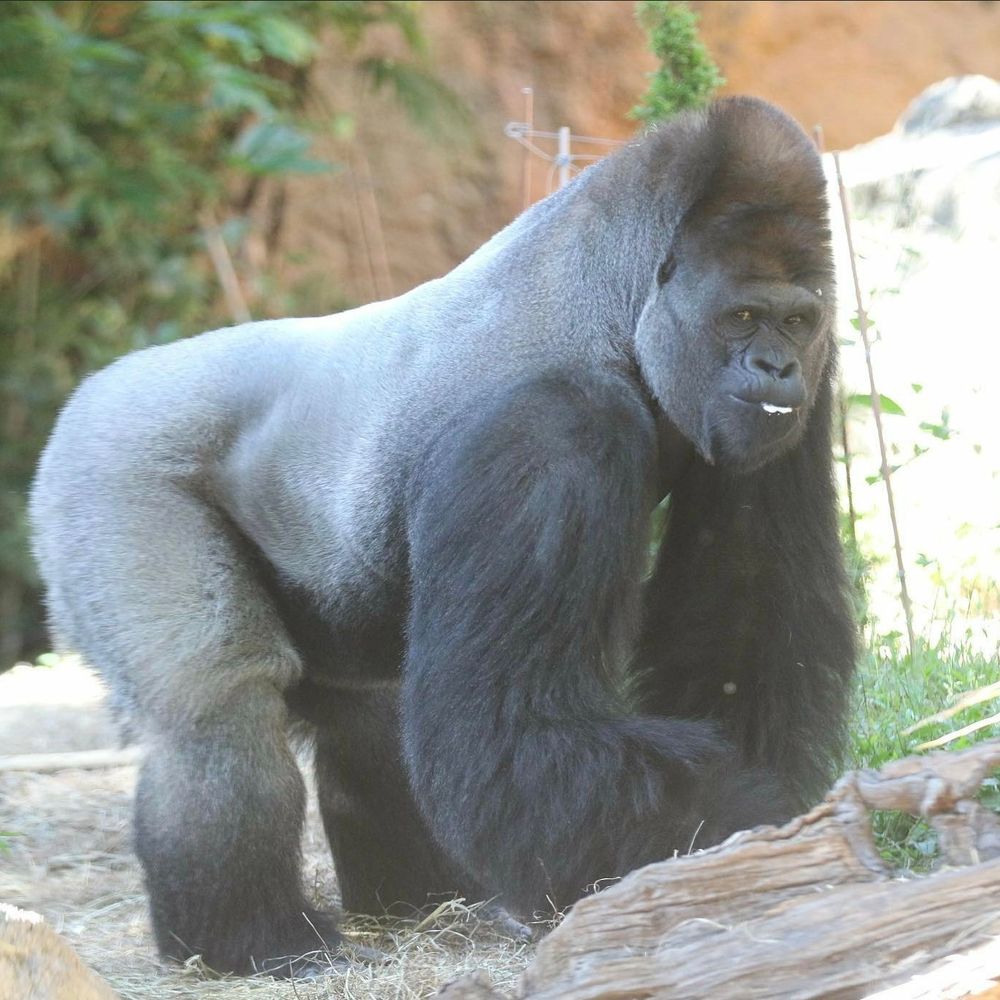 Profile picture gorilla.bsky.social