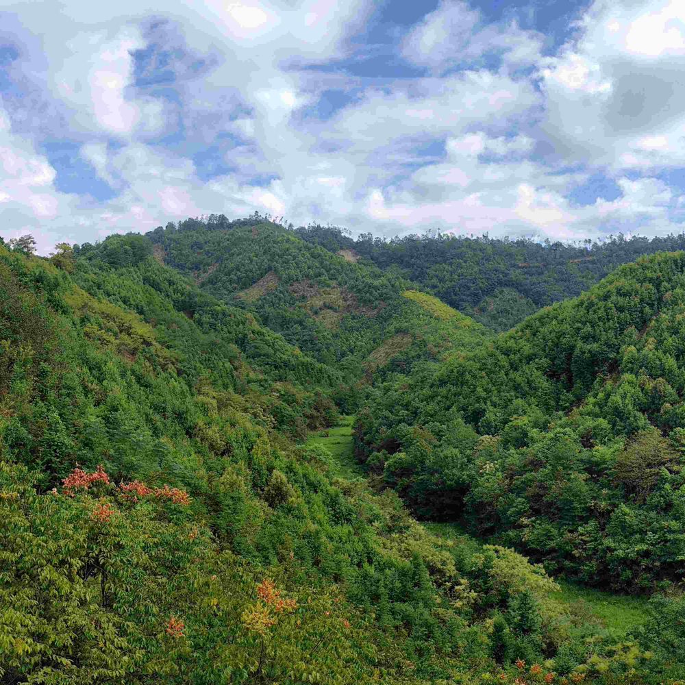 TreeDì