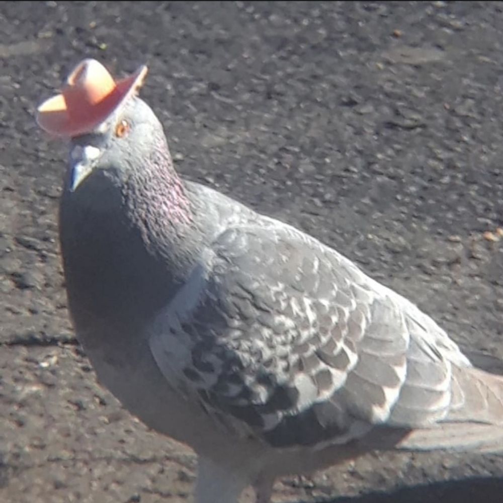 🔻birdie | فلسطين حرة
