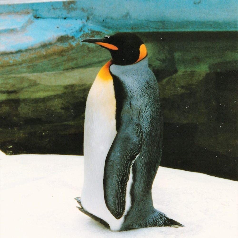 大阪ペンギン