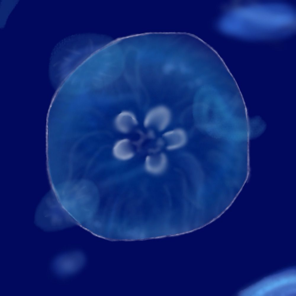 海月