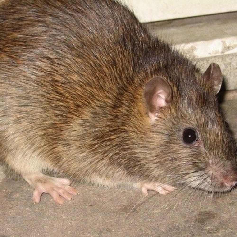 Rat Party Candidate