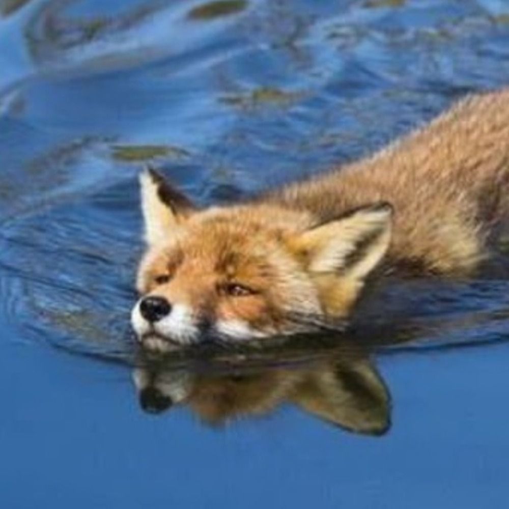Kirinfox