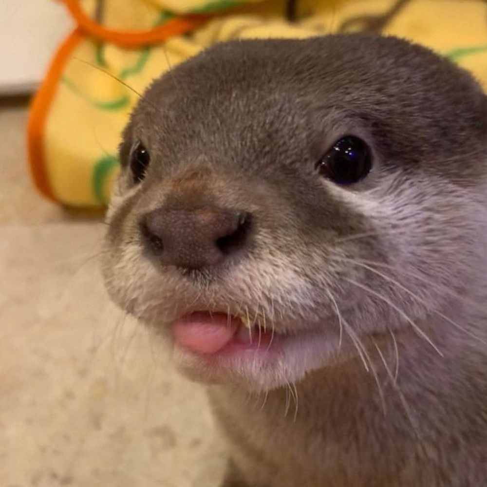 Der Otter
