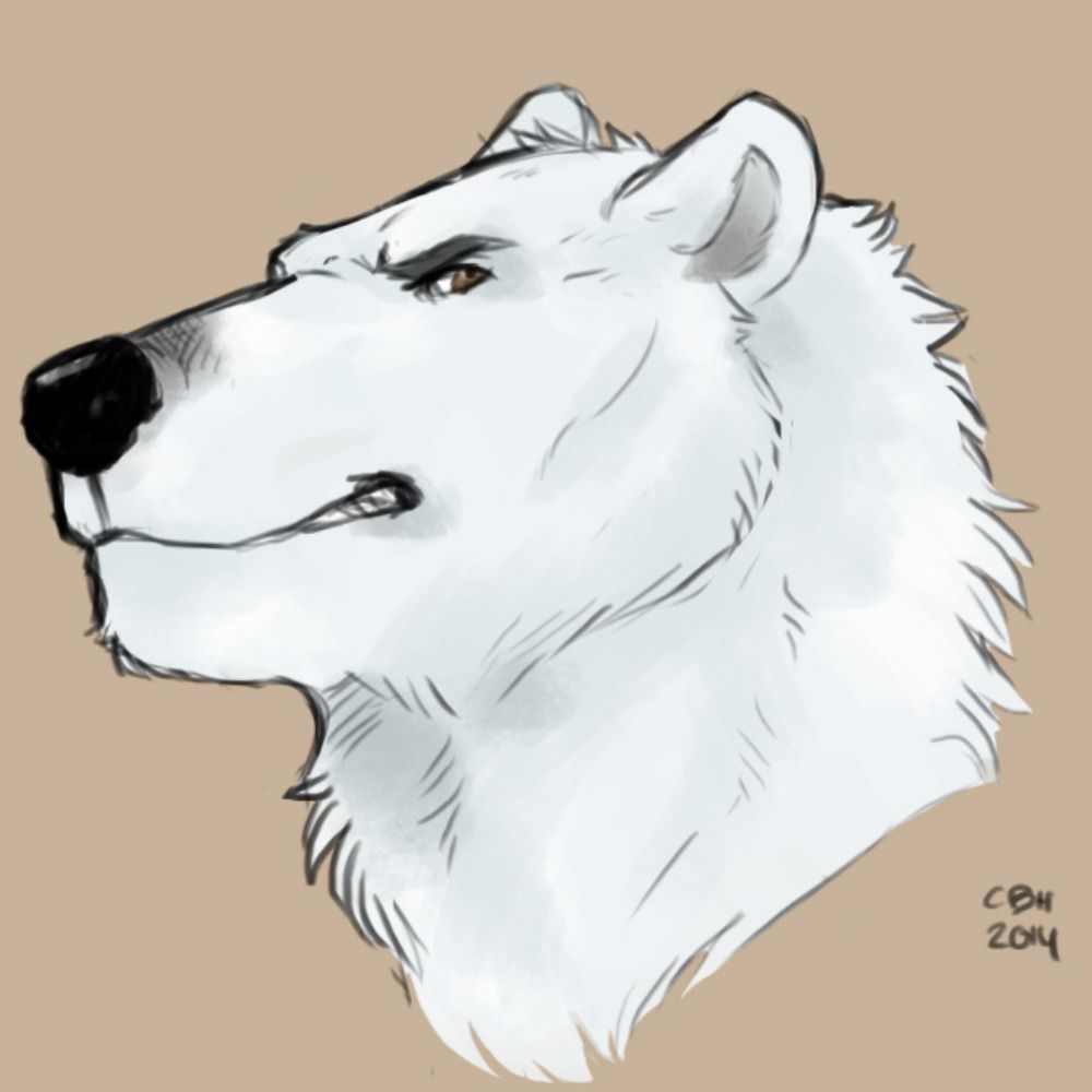 Taranis the Polar Bear
