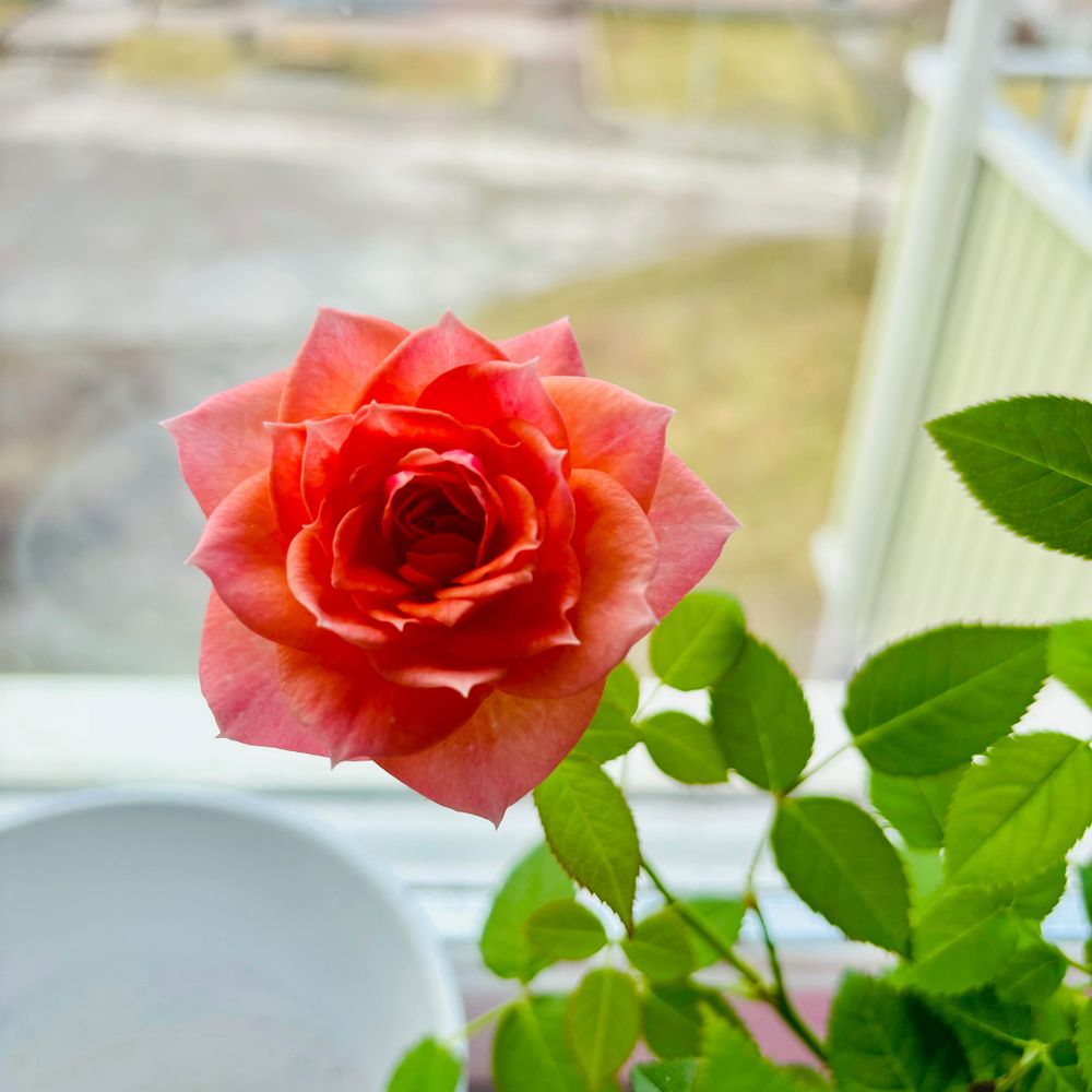 Alice Blooming