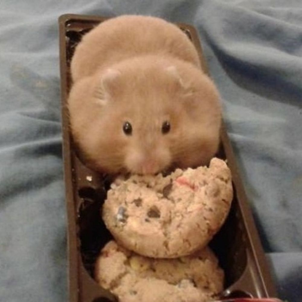 바삭바삭