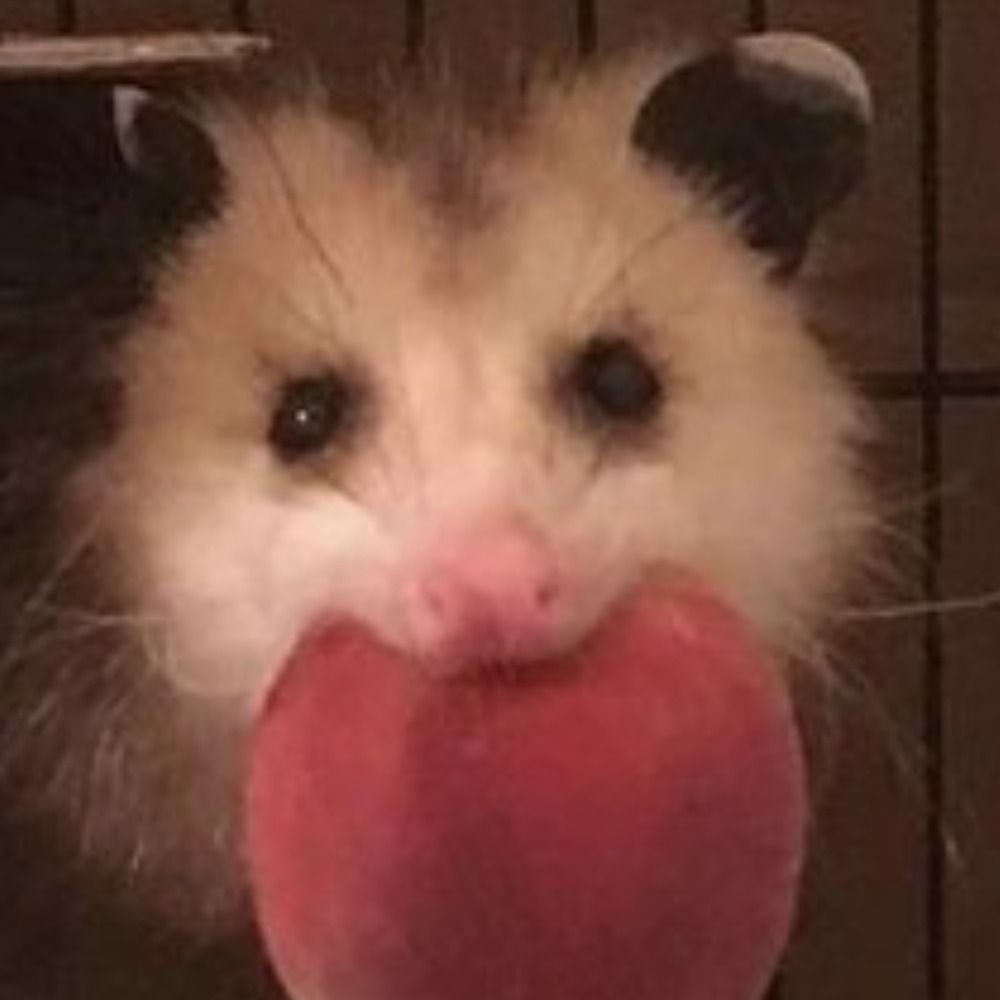 Your local opossum
