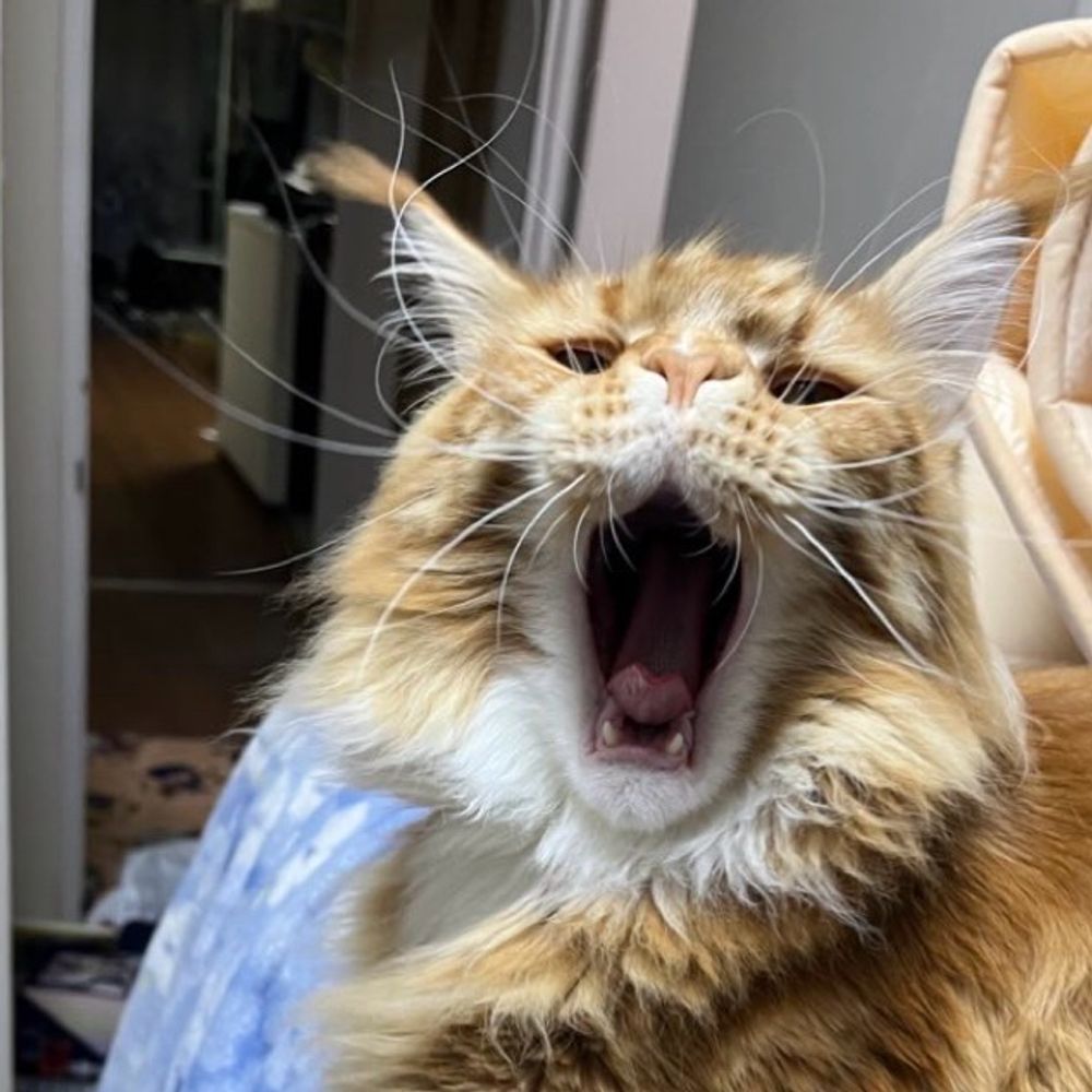 おでんのたまご
