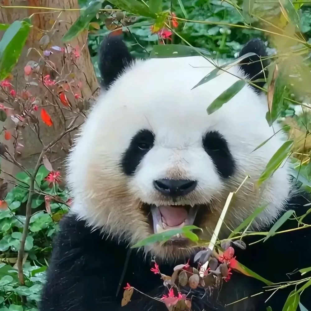 Jiaojiao Dong