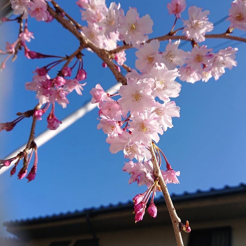 ゆつき