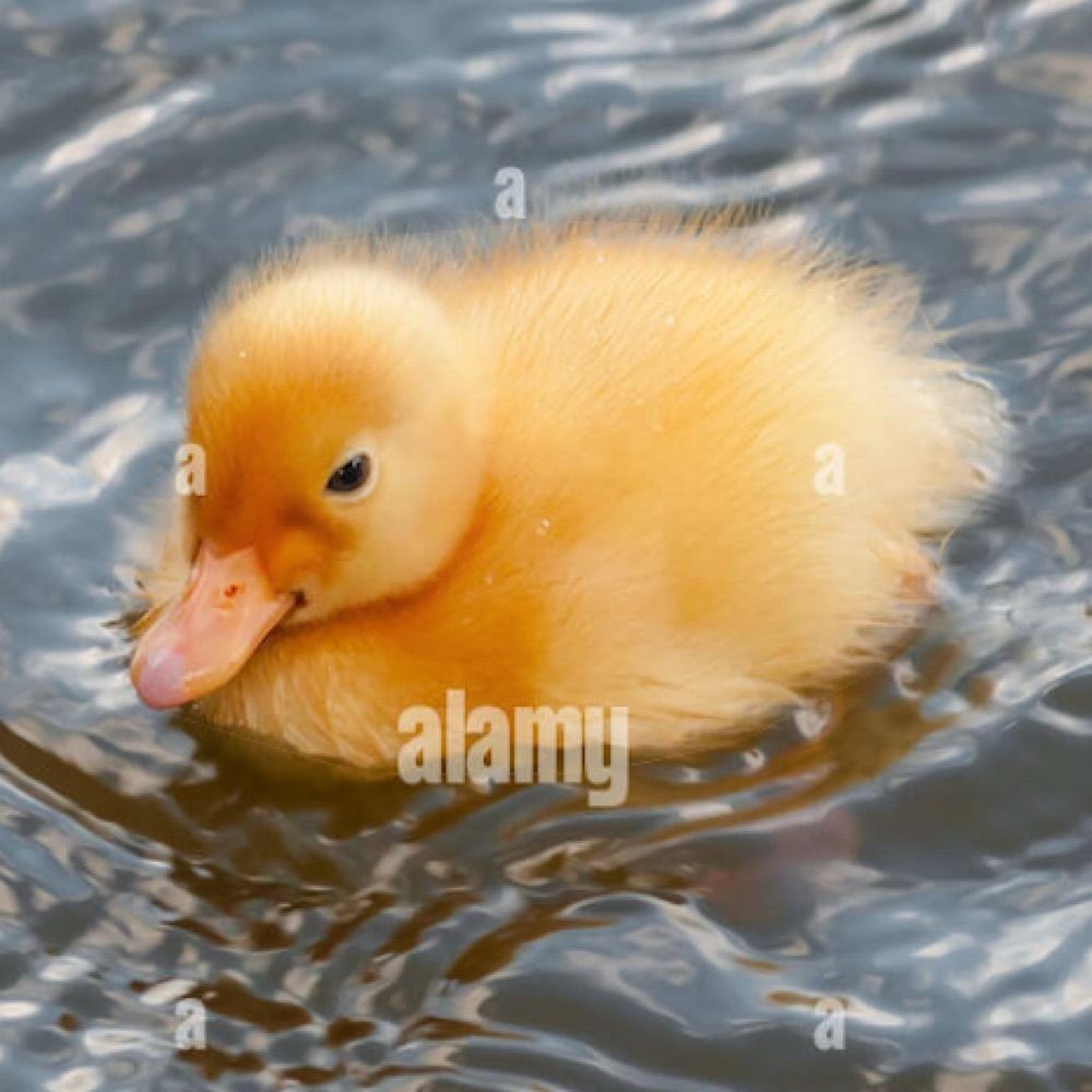 Duck