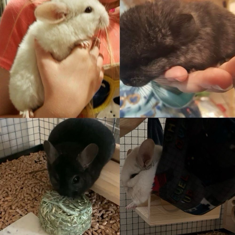 Chinzillaz
