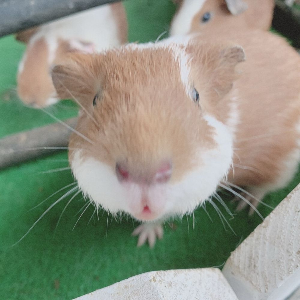おサムライさん