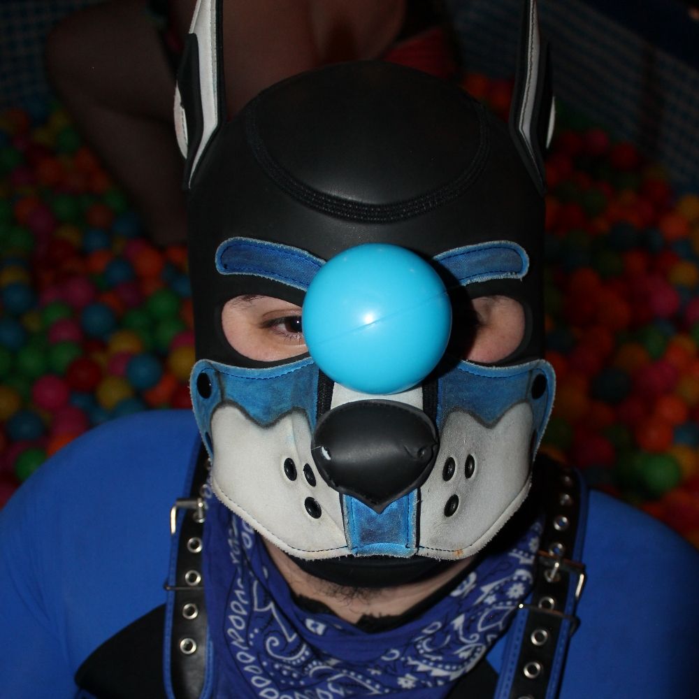 Zenith Mcdisco (Pup Fetch)