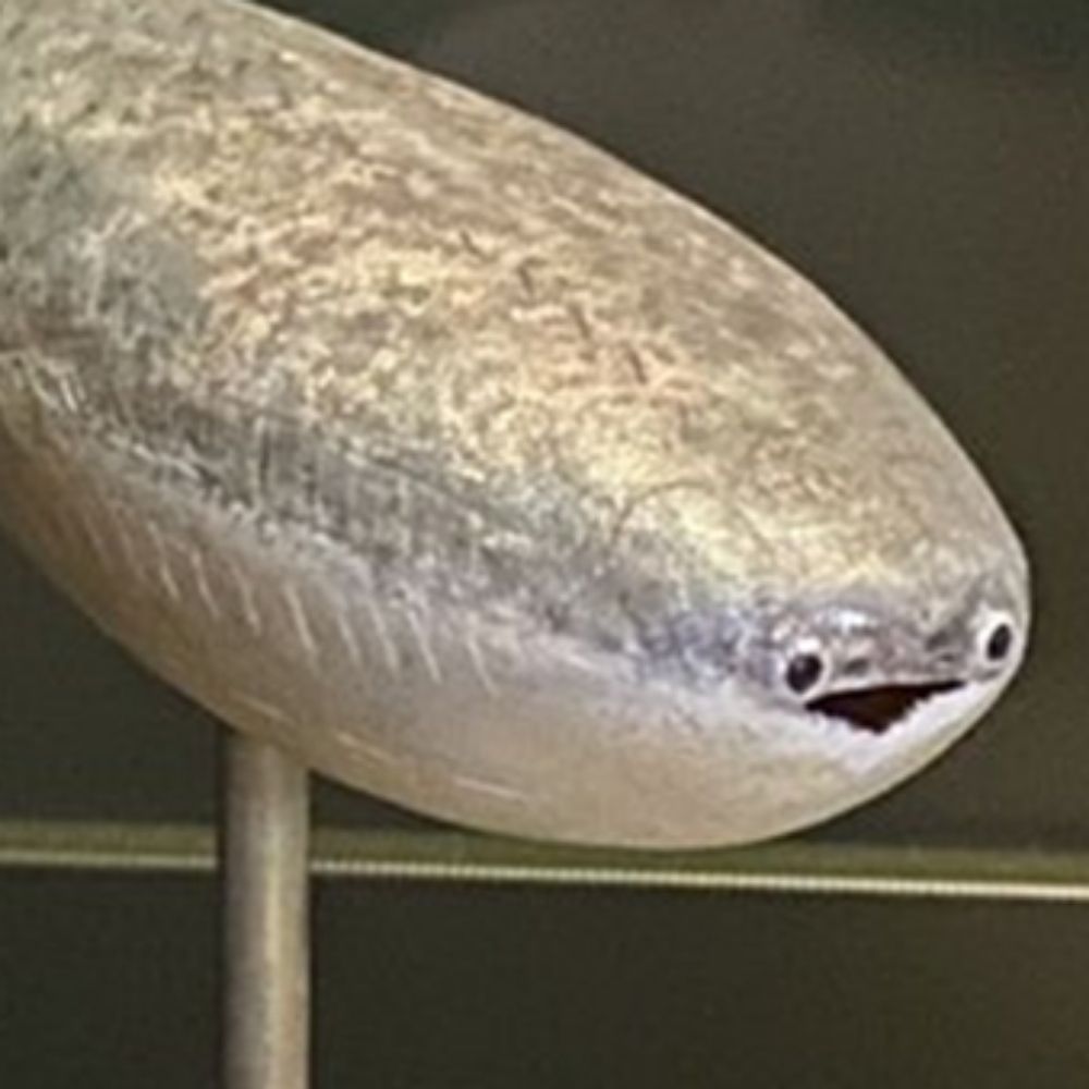 とび
 𔓘
   