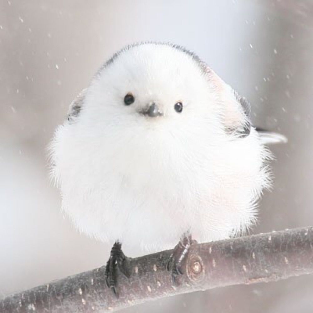 エナガさん好き