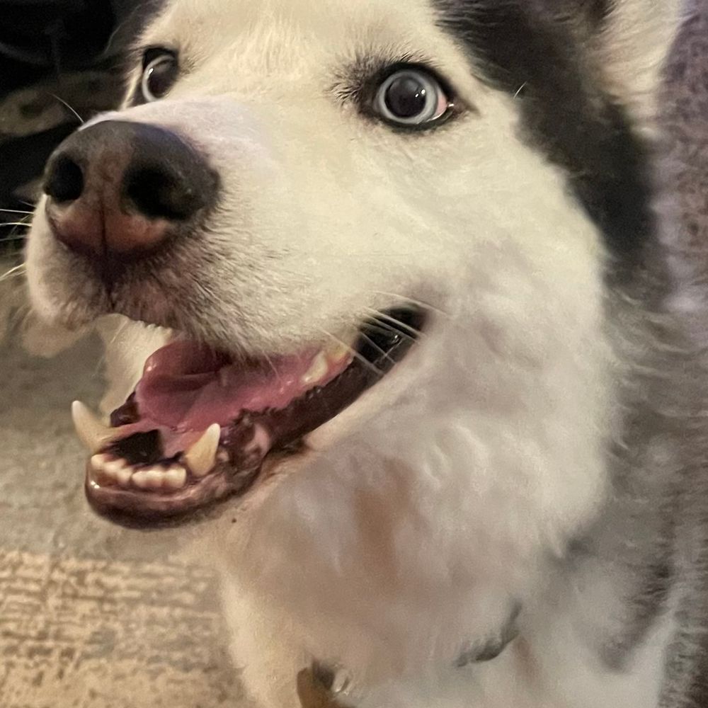 wulfiepup.bsky.social profile picture