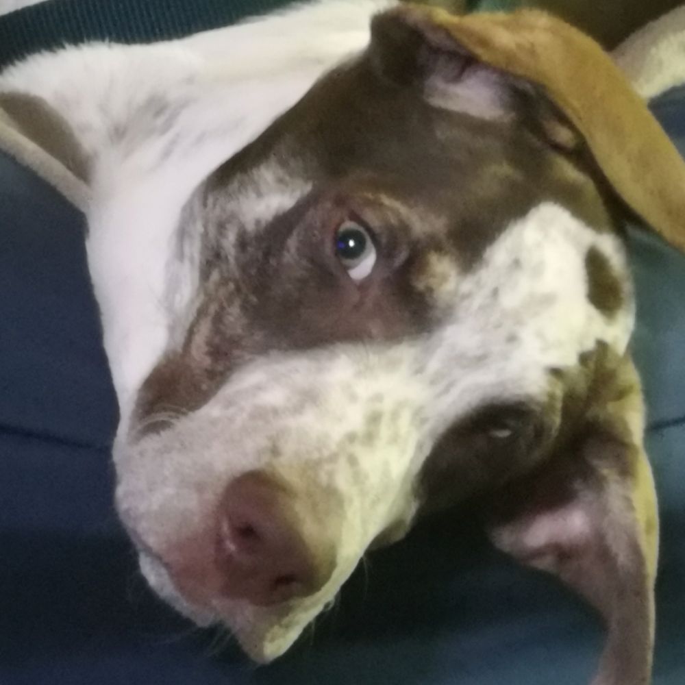 Tyr The Dog Of War