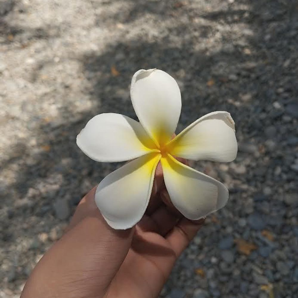 chachi 🌼🍊