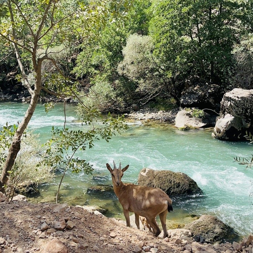 Dersim Anter
