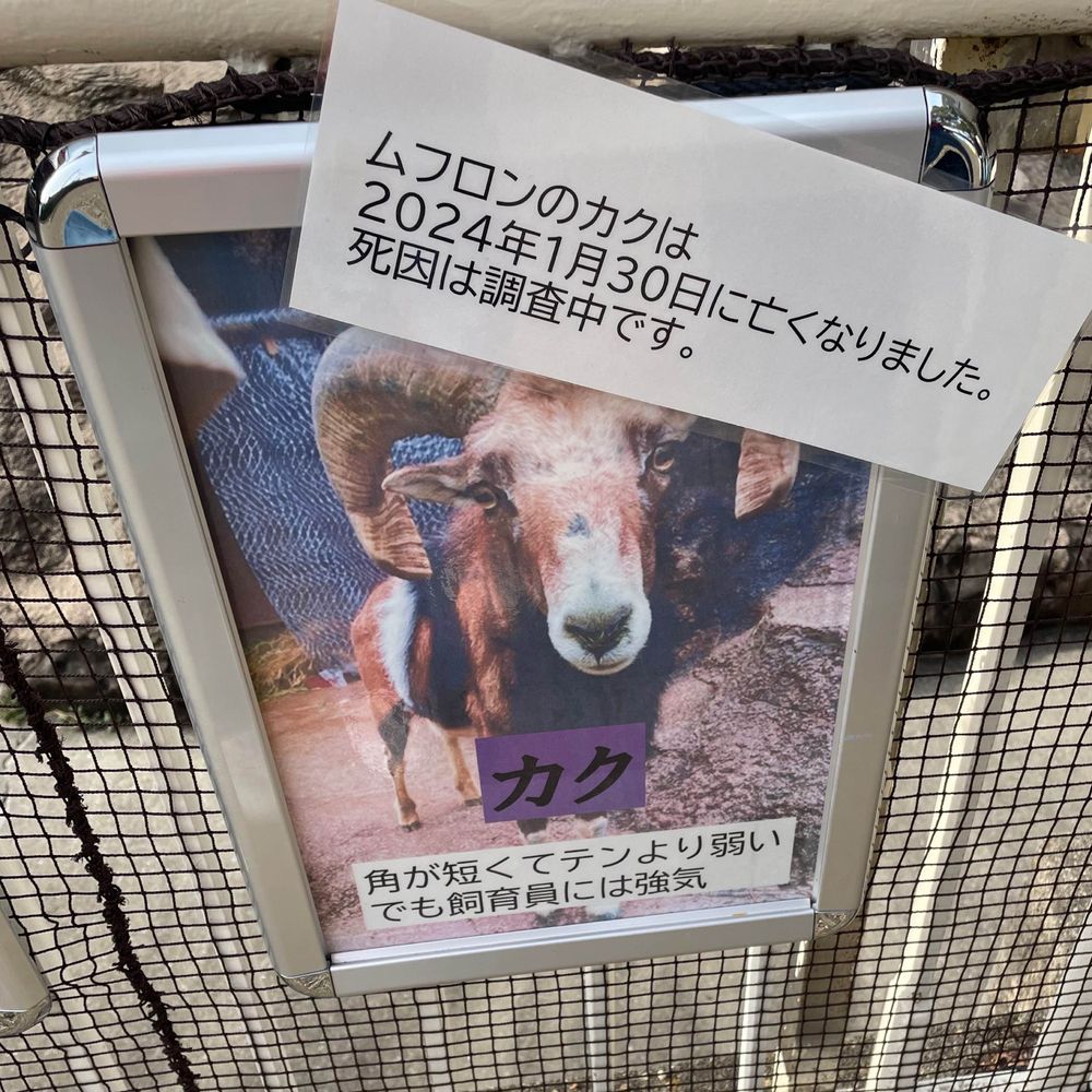 わかば