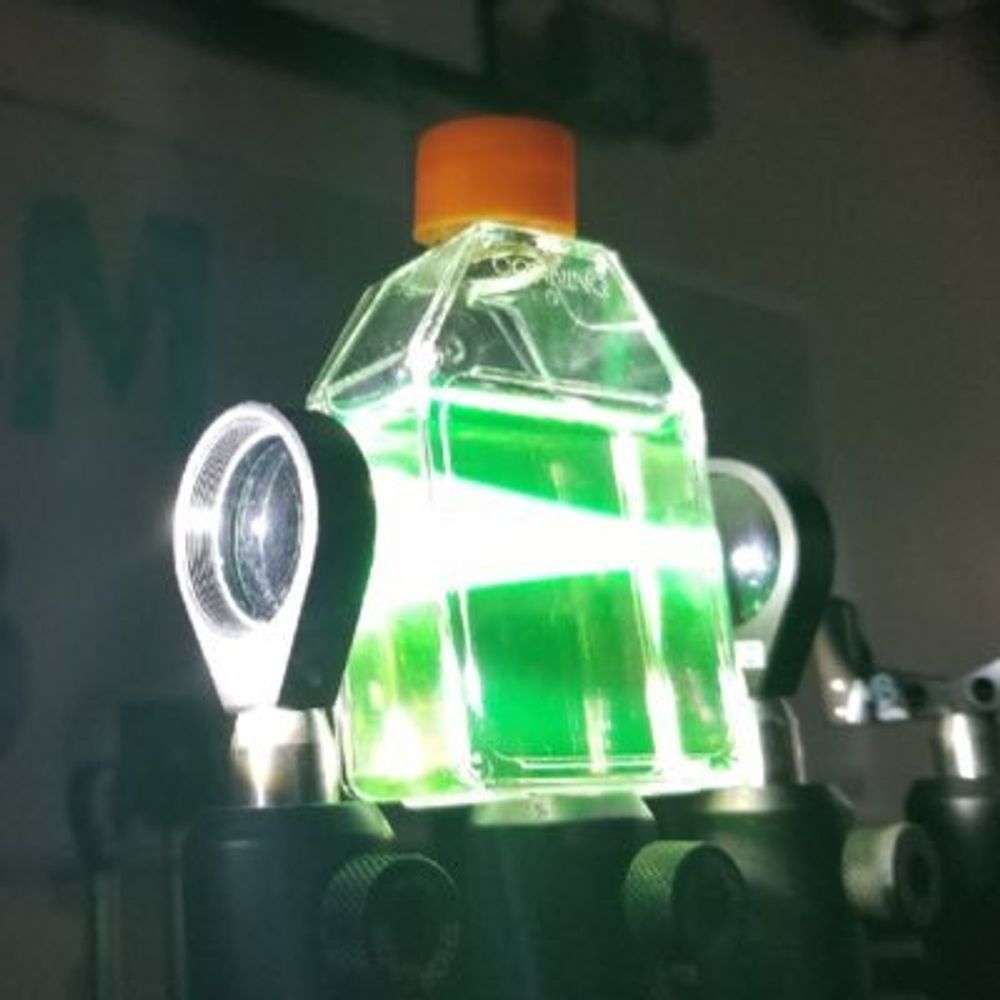 Analytical and Quantitative Light Microscopy Course
