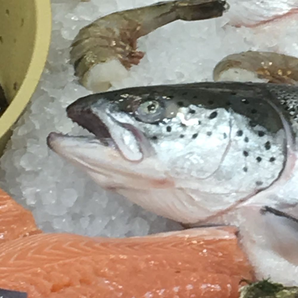 AKettleFish