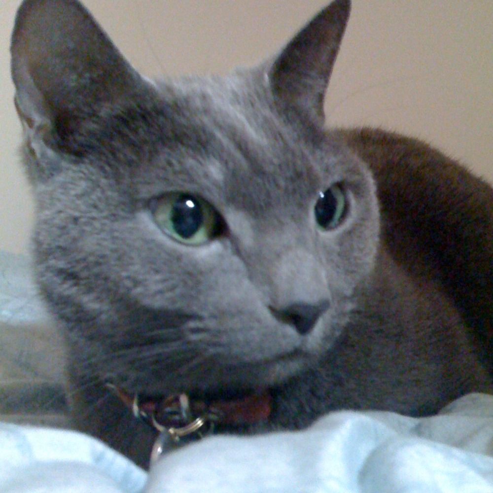銀猫