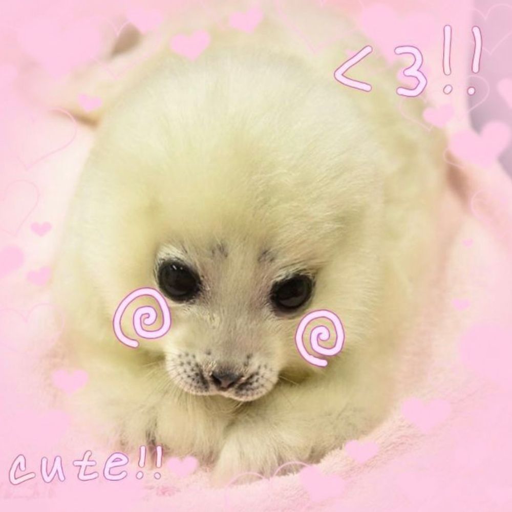 Ollie!! •︿•̀ 🎀