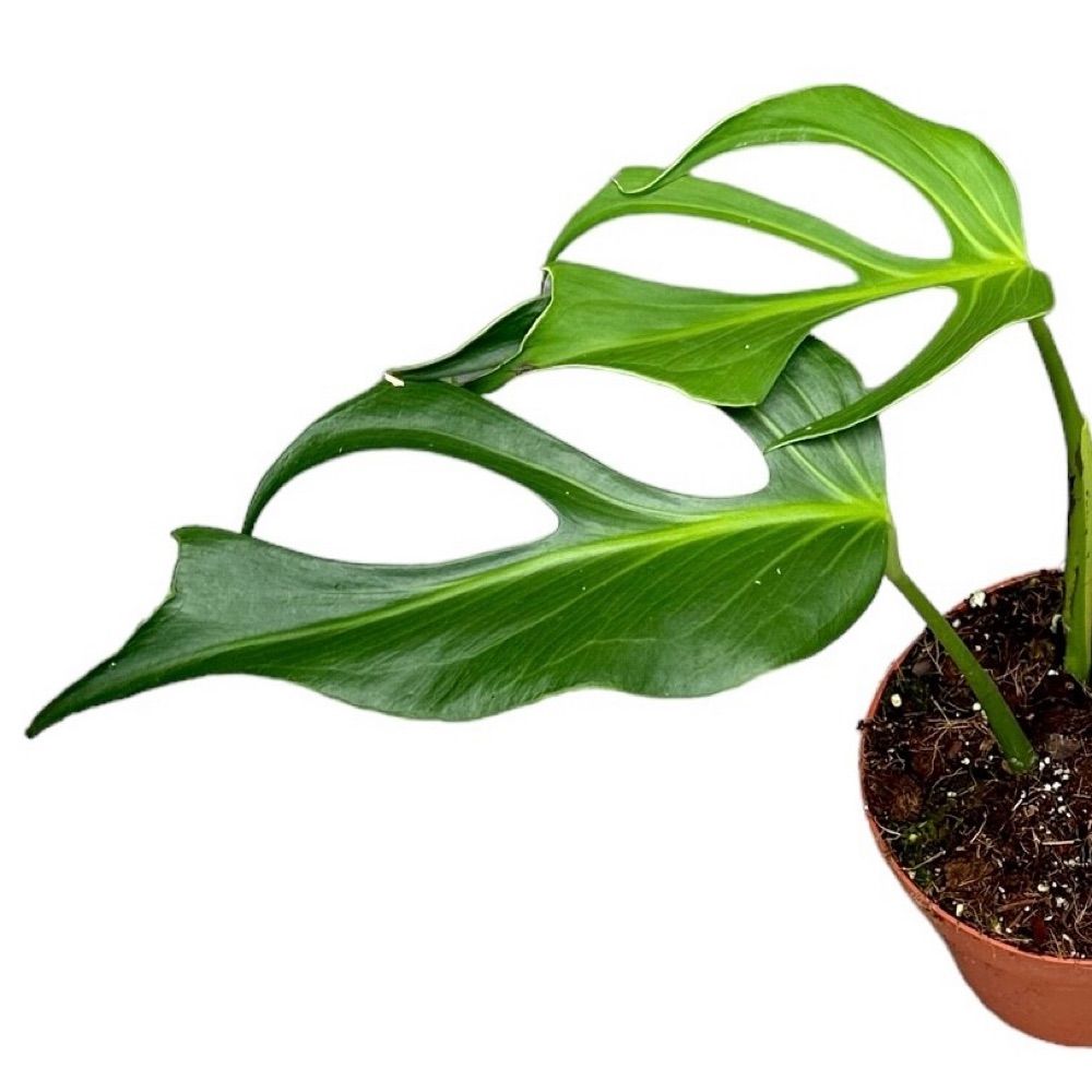 Rare Houseplants