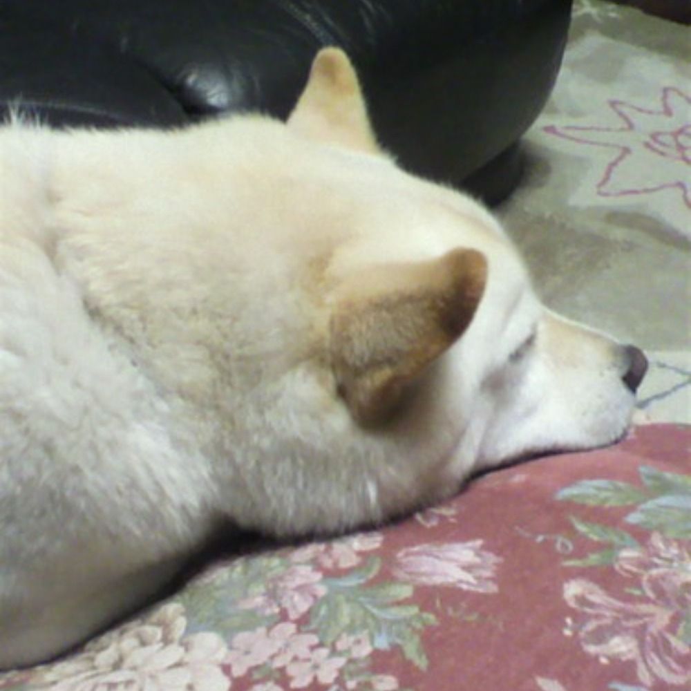 toshi